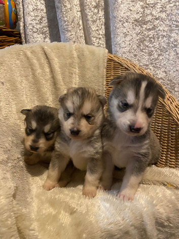 Alaskan malamute puppy's