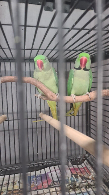 Bonded Breeding Pair Alexandrines