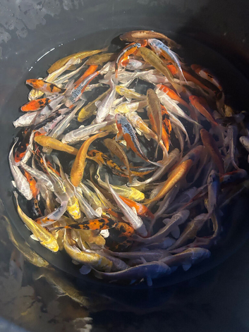 Japanese Koi for sale