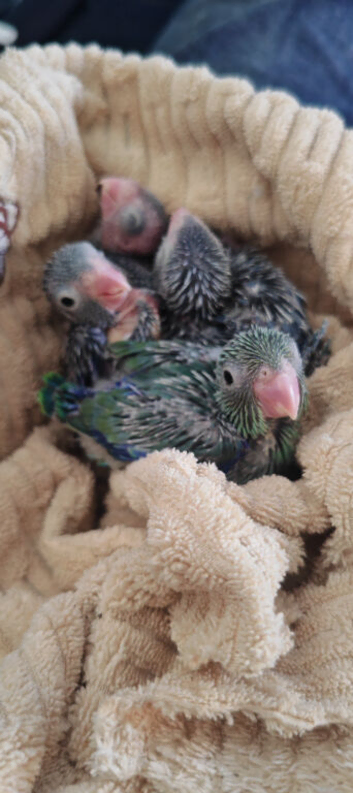 Handreared parrotlets *all reserved*