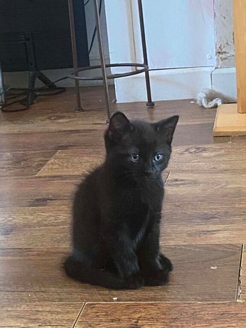5 kittens for sale
