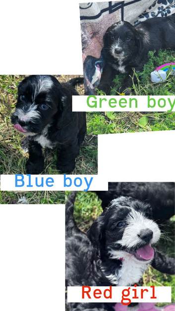 Cockapoo puppies ready to go now