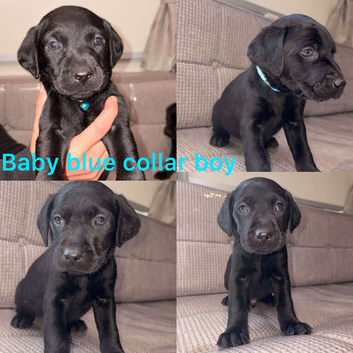 ️KC Registered Labrador Retrievers️
