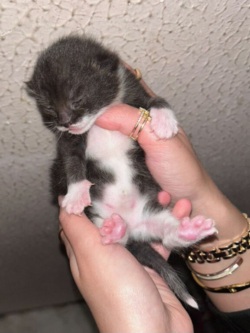 Kittens for sale