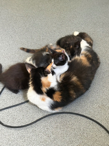 2 adorable kittens looking for their forever home