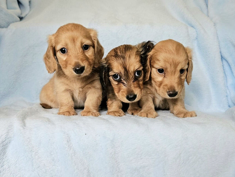 Long haired mini dachshund boys