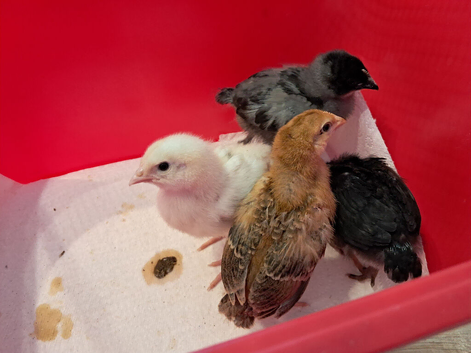 Baby Chicks