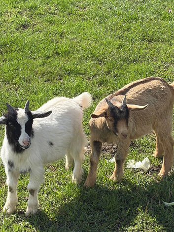 Three pygmy wethers