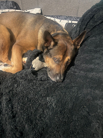 7yr old German shepherd x American bulldog