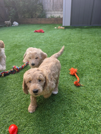READY TO GO!!! Multigeneration Goldendoodle Puppies