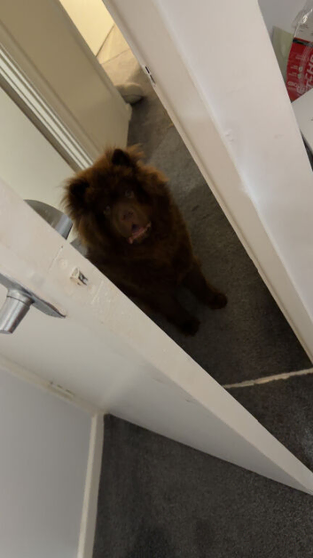 Chunky Chow