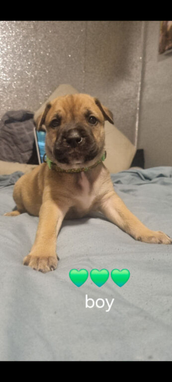 Bull herder - 7 weeks old (3 boys left)
