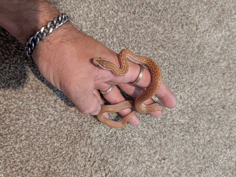 Female African house snake.