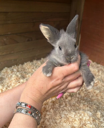 Lion head bunnies