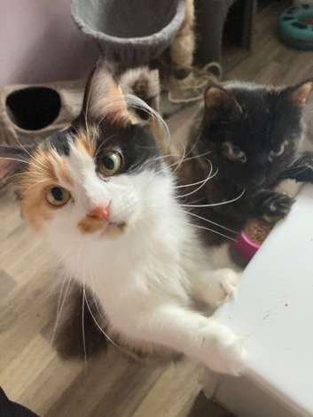 Two older kittens