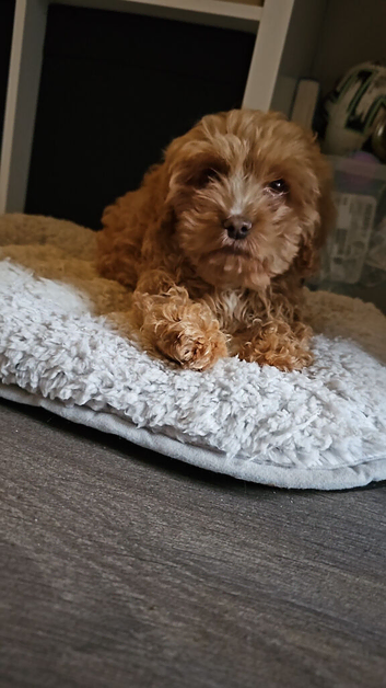 Beautiful male apricot cockerpoo puppy
