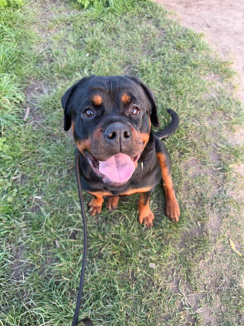 Rottweiler  puppy