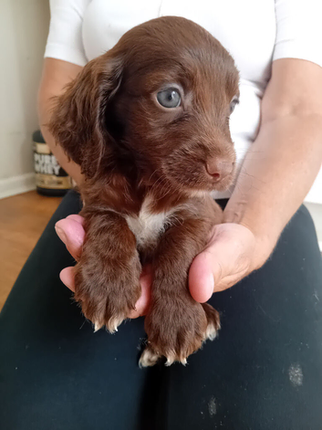 3 puppies for sale