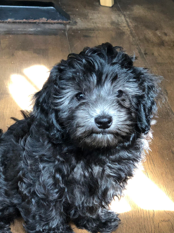 Maltipoo puppies
