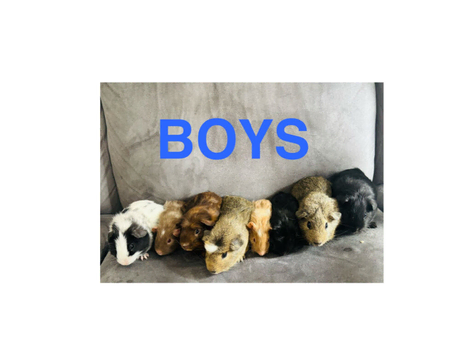 X8 baby boys guinea pigs