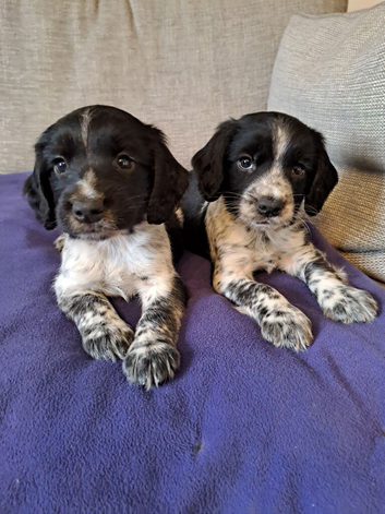 Ready this weekl sprocker F1