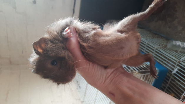 8wk old baby boar