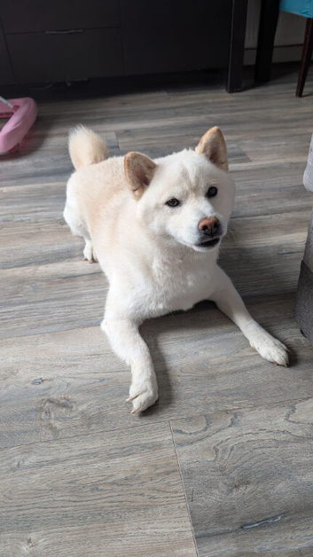 Beautiful 4-Year-Old Male Shiba Inu Looking for a Loving Forever Home