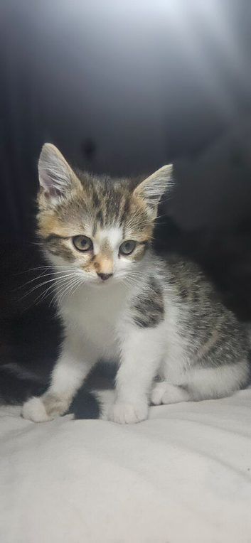 2 adorable female kittens