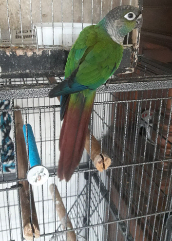 young yellow sided x crimson conure semi tame