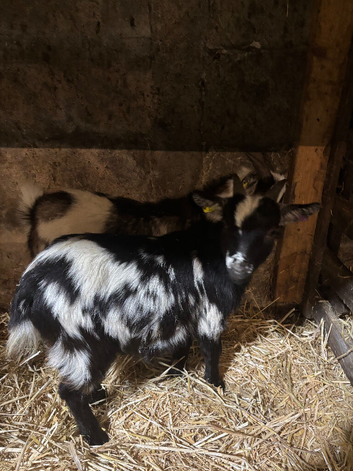 2 lovely coloured small Pygmy weathers