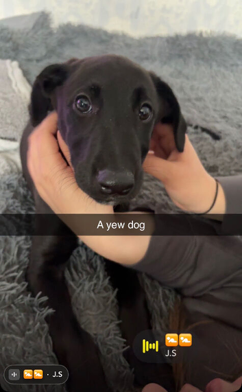 2 lurcher pups