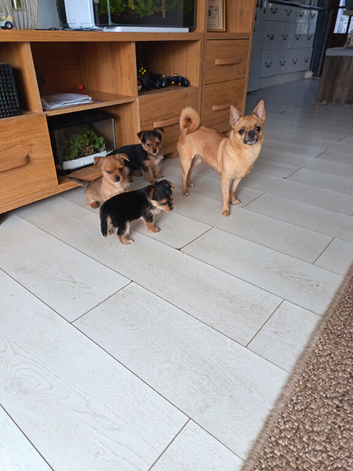 2x Yorkshire terrier x Pomeranian