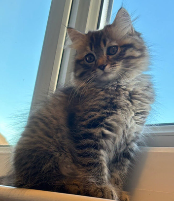 Kitten