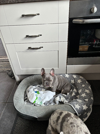 I have one frenchie puppy for sale, blue/merle male and blue/tan female for sale.