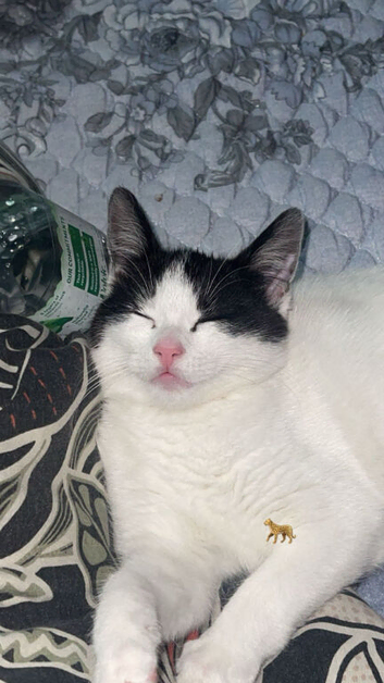 Kitten