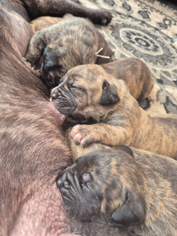 Stunning Cane Corso pups