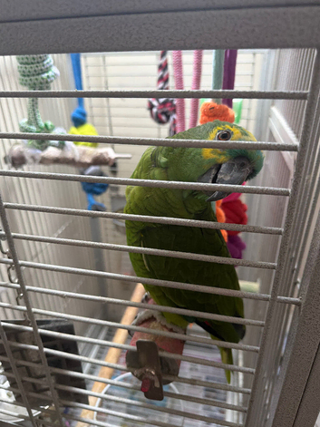 Blue fronted Amazon
