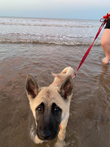 American akita male