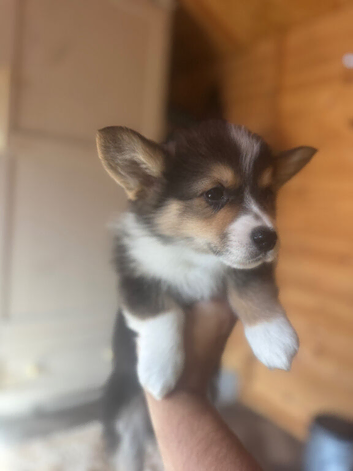 Kc Pembroke corgi puppies