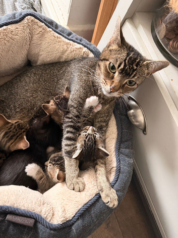 Kittens ready for their forever homes