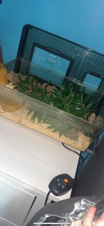 Californian king snake with set up