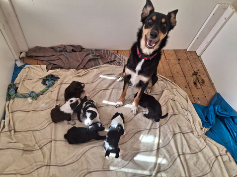 Kelpie cross spaniel