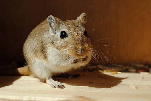 Cute gerbil for adoption