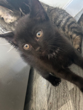 Kitten for sale