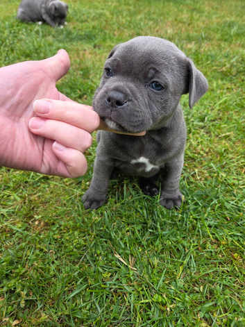 Last KC Staffy