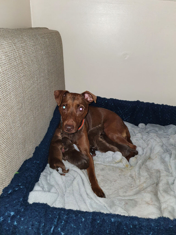 Patterdale Puppies