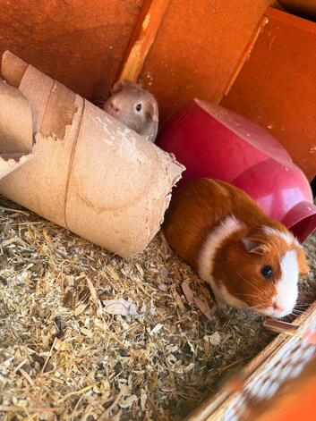 3 female guinea pigs