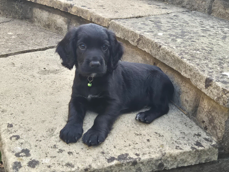 Cocker spaniel