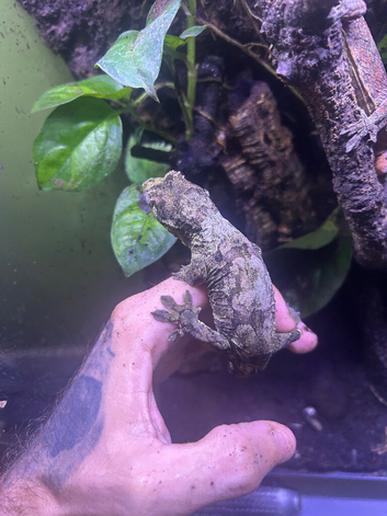 Chahua gecko pair