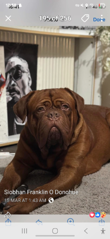 Stud available